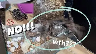 Probably my Most BRUTAL BIRDEATER TARANTULA ever .