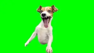 laughing dog meme (green screen)