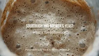 Sourdough and brewer's yeast: what's the difference?