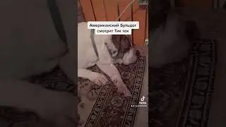 Американский бульдог смотрит Тик ток