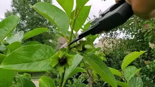 Persimmon Tree Pruning - zone 7b - May 2020