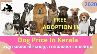 Dog Price In Kerala 2020 - Low Average Price - Top Dog breeds price : dog price