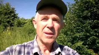 2017-06-22 липы кустами