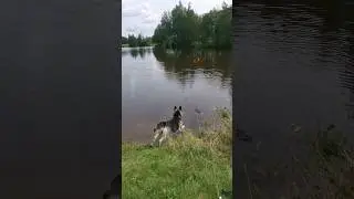 Озеро и собака ☀️ #shorts