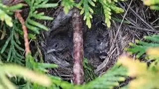 Гнездо коноплянки.