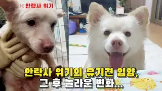 Adoption of the abandoned dog at risk of euthanasia, becoming a family /Dog rescue/ Don't buy, adopt
