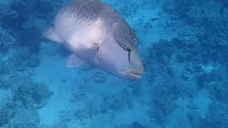 Napoleon fish begs for an egg. Наполеончик выпрашивает яйцо