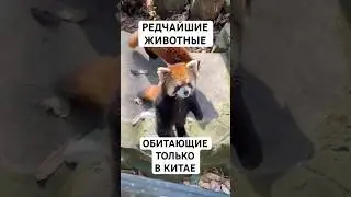 8 Животных, Которых Можно Увидеть Только в Китае