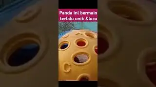Panda ini bermainnya lucu dan unik