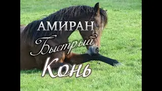 Песни Кавказа ➠Быстрый Конь💗Амиран💗Песня про коня💗Новинка Кавказской музыки