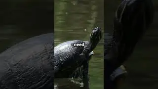 Why Is My Turtle's Shell Soft?  #turtlejourney #turtlewatching #petcare