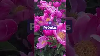 5 FLORES que estão em alta para DECORAÇÃO DE CASAMENTO