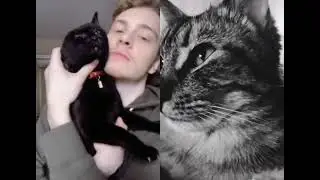 Любимые котэ