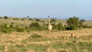 The giraffe thinks the lions are playing until they start spreading out