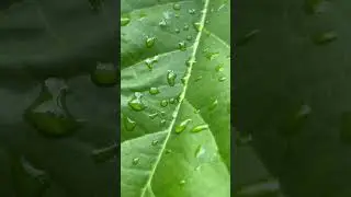 Leaf with water drops