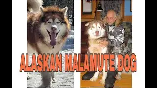 Agrid//Our 150 lbs. Alaskan Malamute Dog//Wolf Dog//with hubby//with our son//Compilation
