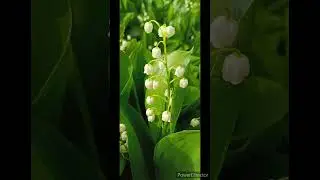 Весенние цветы 🌸🌺🌻🌹🌷🌼💐 Май 2023.