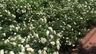 Chicago Botanical Gardens 2021.6.9