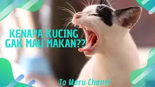 KENAPA KUCING TIDAK MAU MAKAN?? INI DIA PENYEBABNYA!!