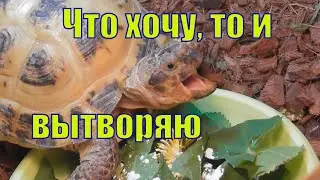 ЧТО ХОЧУ ТО И ВЫТВОРЯЮ/ ФИЛЬКА ЗВЕЗДА