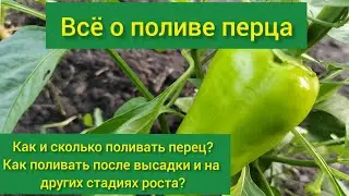Полив перца/ как и сколько поливать перец/ полив перца в открытом грунте/когда поливать перец