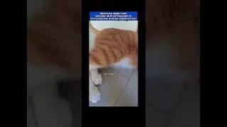Minik Kızına Kamera Takıp Gün İçinde Neler Yaptığına Baktı ve Ortaya Dünyanın En Sevimli Görüntüleri