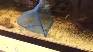 Easy Method to Cull Shrimp and on How to Catch Shrimp