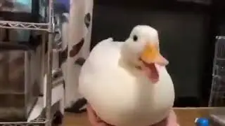 дакро...