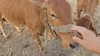 आमच्या साहीवाल देशी गाई - Desi Sahiwal Cows 