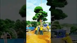 Красивые деревья за один день, если есть пресс баксов. #Shorts