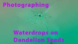 Photographing Water Drops and Dandelion Seeds