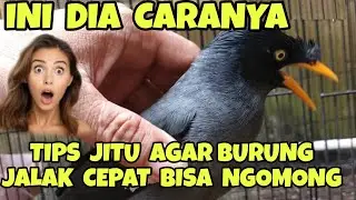 TIPS JITU AGAR BURUNG JALAK CEPAT BISA NGOMONG