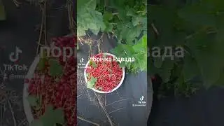 смородина ровада