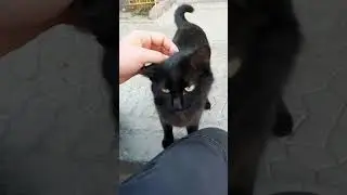 А меня можешь погладить?!