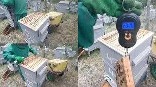 Який медозбір такий і рекордсмен😉! Які у вас?