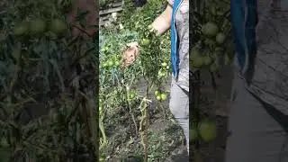 Обрезка томатов в сентябре