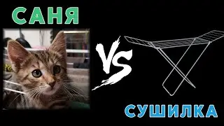 Кот Саня знакомится с сушилкой.