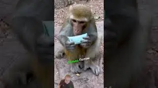 нелепый пранк над мартышкой