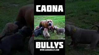 🎈 XL Bully Puppies🔥 Outside at 5 weeks.😎 #xlbully #dogbreed #dog #bullyworld #pitbulls #pitbull