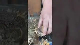 Sunflower Seeds