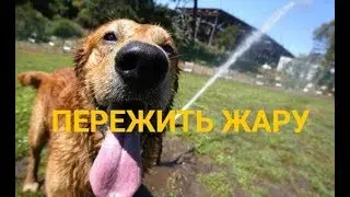 как ПОМОЧЬ СОБАКЕ пережить ЖАРУ