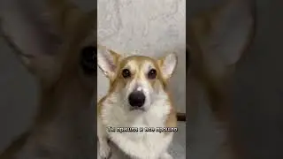 Ты пришла и всё прошло 🤍 #корги #коргипемброк #corgi #corgilove #corgilife #corgirussia #вельшкорги