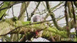 4K DUNGANNON SQUIRRELS, Part 6. Northern Ireland, December 19, 2018 - January 19, 2019
