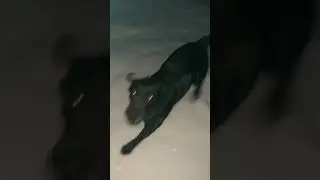 Я и мой глупый голос,когда я разговариваю с собаками😂😍))))