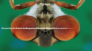 Animal Facts Part 4