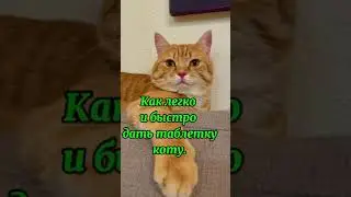 Как легко и быстро дать таблетку коту