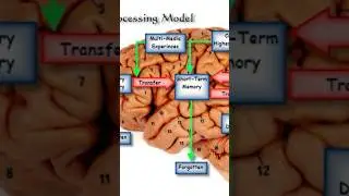 We are to Download Knowledge in Human Brain