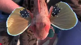 Морской петух gurnard