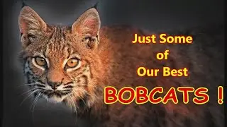 Some Best Bobcat Footage from the Archives