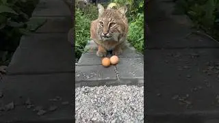 Meemie bobcat eats an egg in the most delicate way 🥚